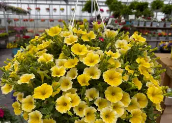 yellow petunia hanging basket in the breezy acres garden center